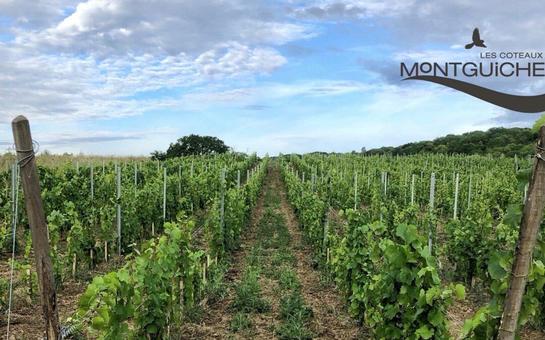 20 janvier 2025 – Journée Agroforesterie vigneronne à Chelles : les plantes compagnes de la vigne